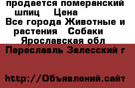 продается померанский шпиц  › Цена ­ 35 000 - Все города Животные и растения » Собаки   . Ярославская обл.,Переславль-Залесский г.